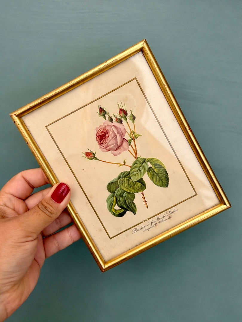Lot de deux cadres vintage - les rose de Redouté -