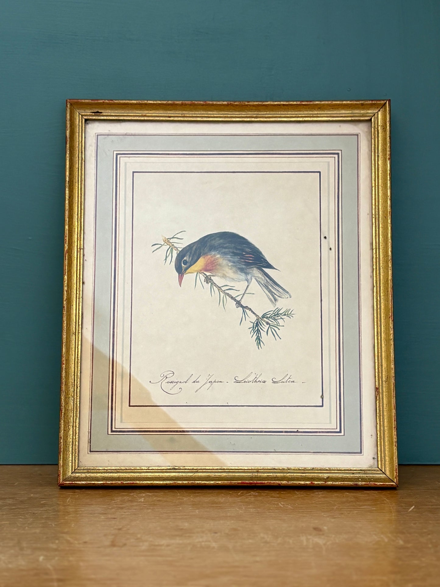 Cadre vintage dessin d'oiseau - Rossignol Japonais