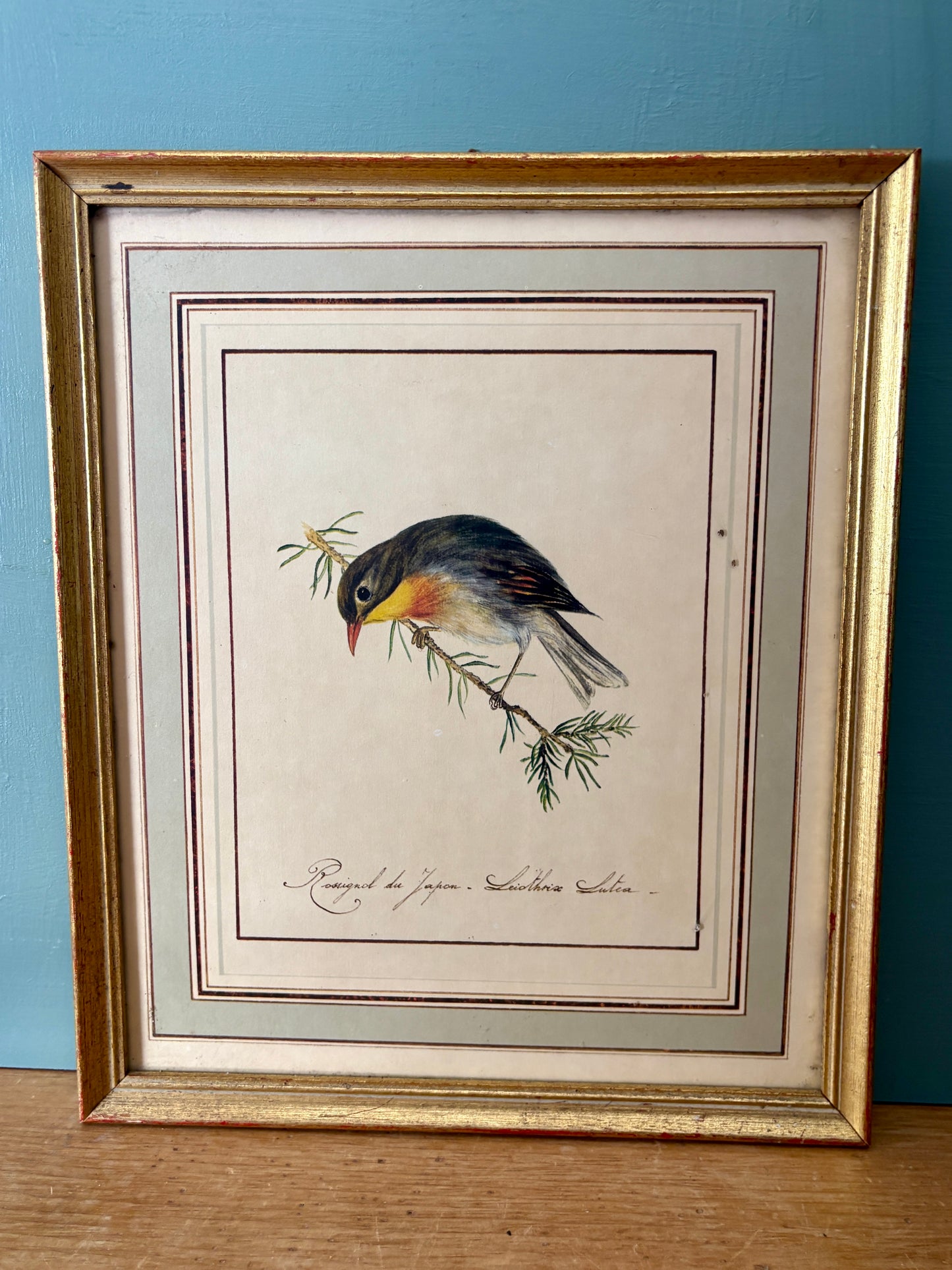 Cadre vintage dessin d'oiseau - Rossignol Japonais