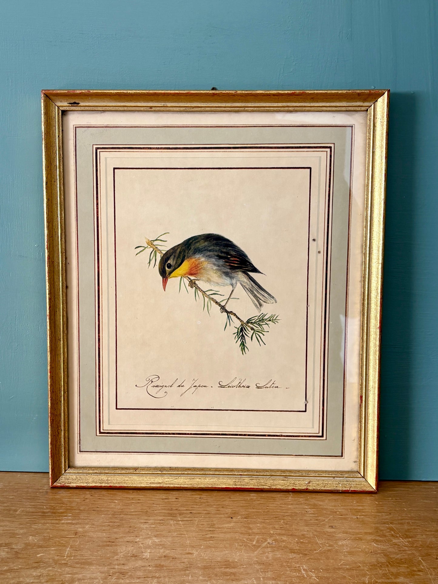 Cadre vintage dessin d'oiseau - Rossignol Japonais
