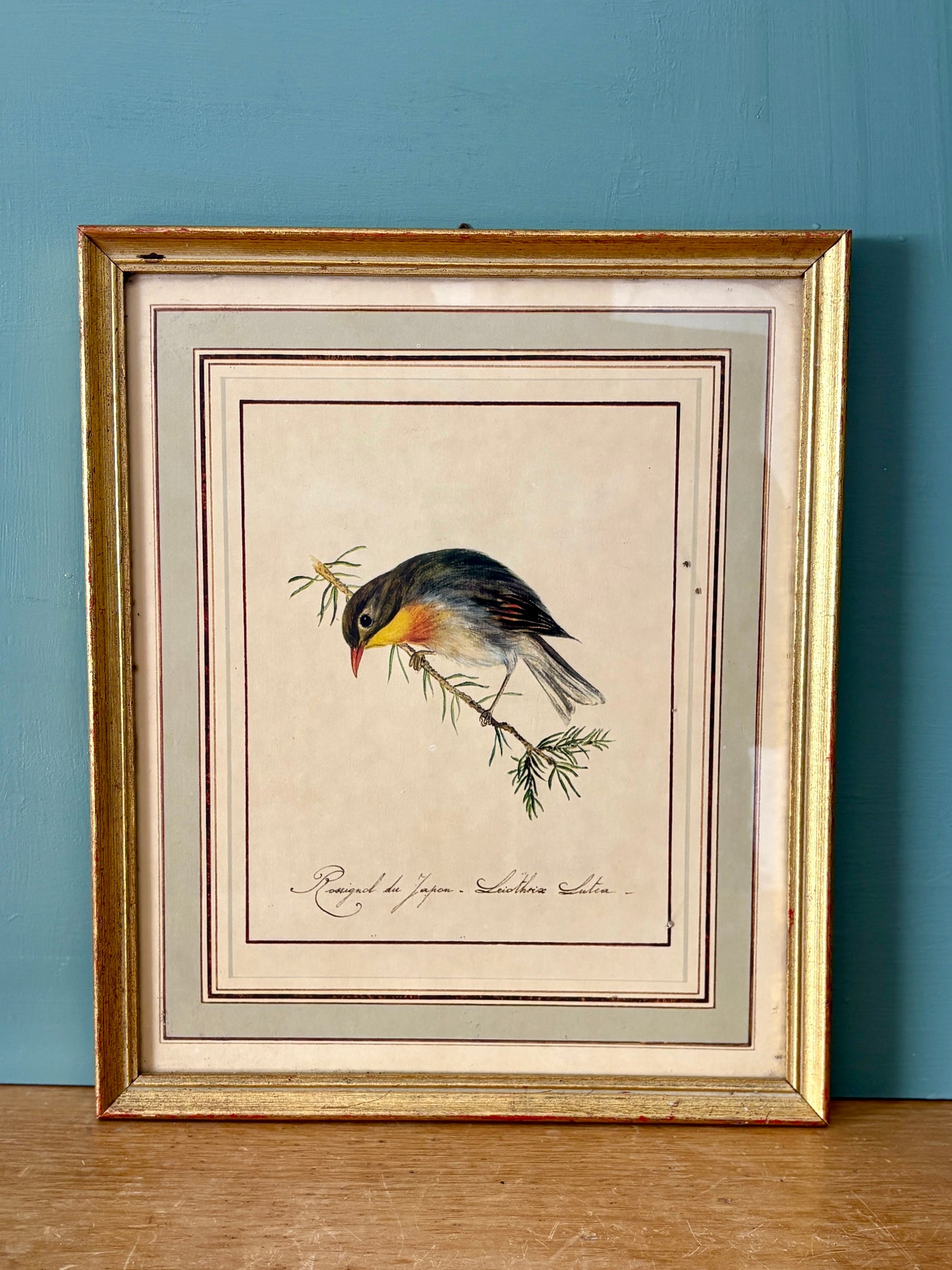 Cadre vintage dessin d'oiseau - Rossignol Japonais