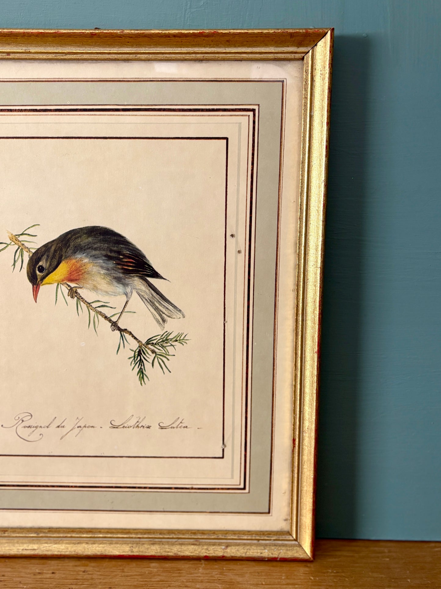 Cadre vintage dessin d'oiseau - Rossignol Japonais