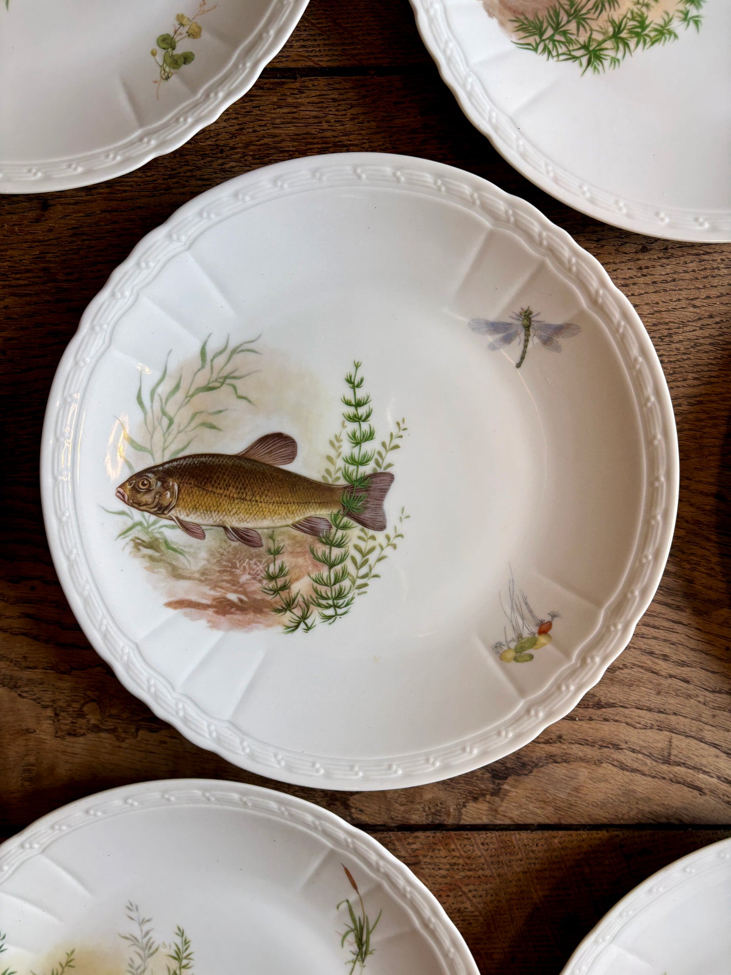 Lot de 10 assiettes plates anciennes en porcelaine, décors de poissons