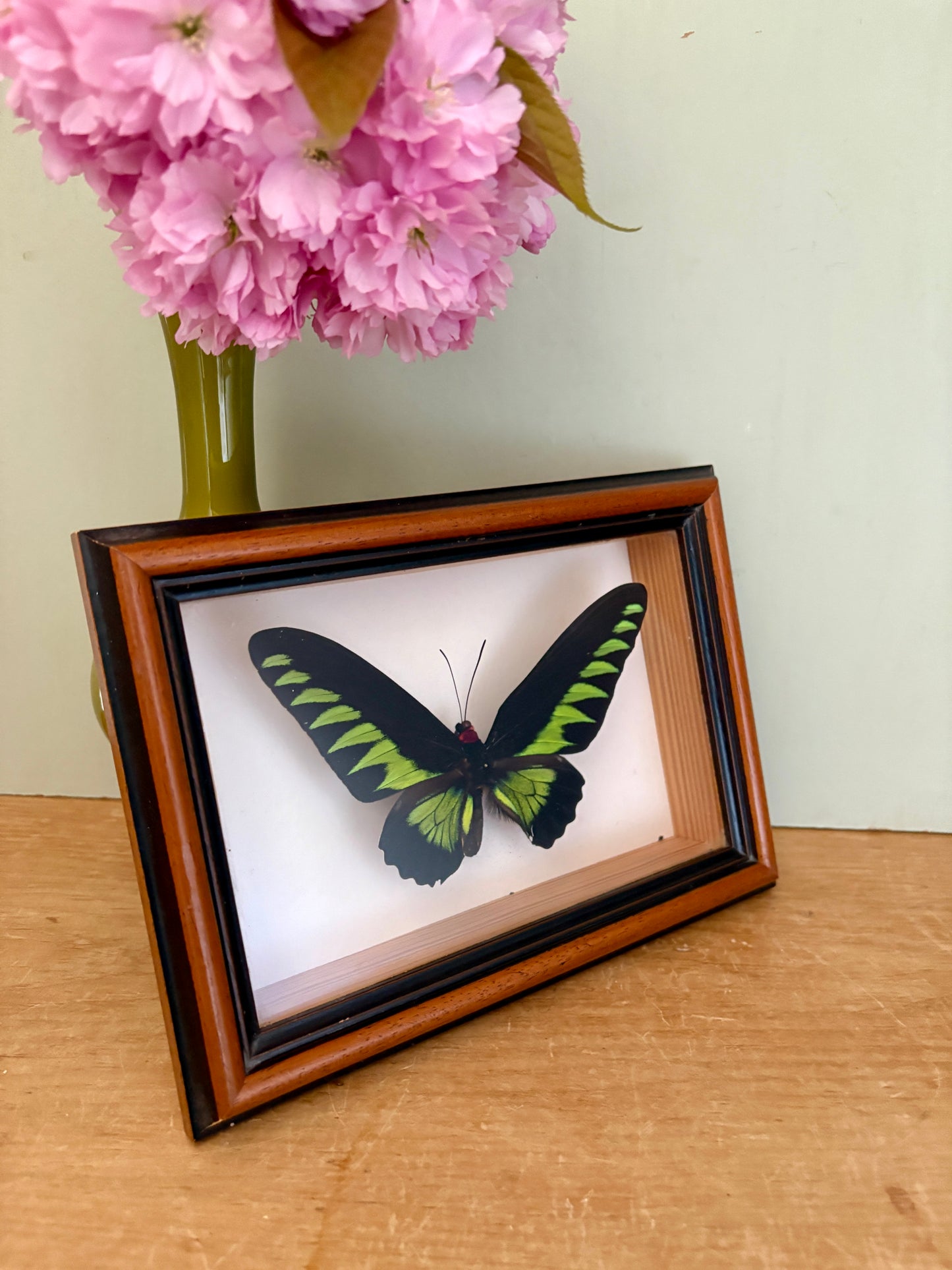 Cadre vintage en bois doré avec papillons naturalisés