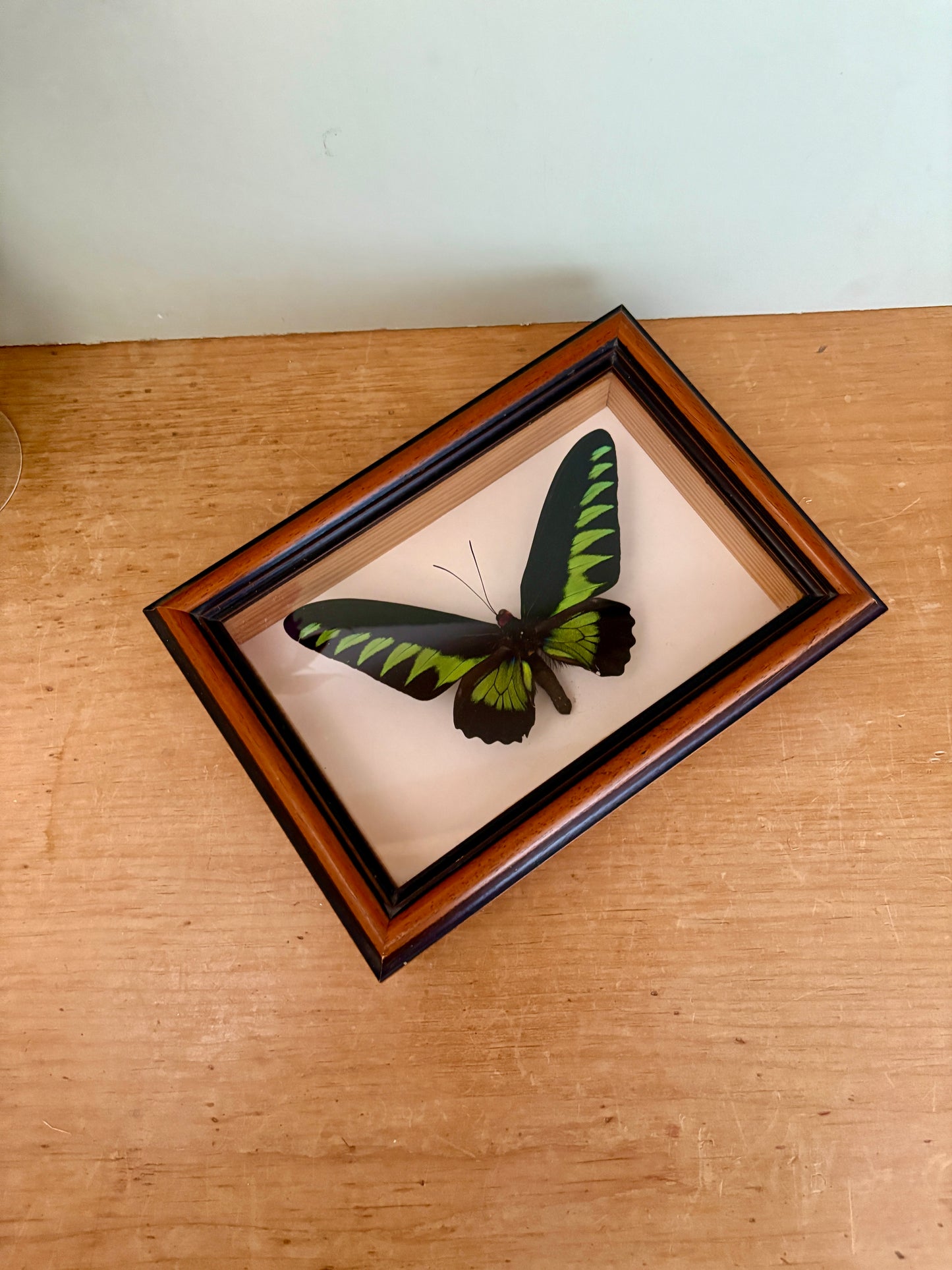 Cadre vintage en bois doré avec papillons naturalisés