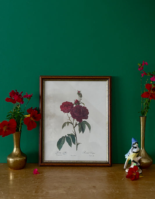 Cadre ancien rose rouge Redouté