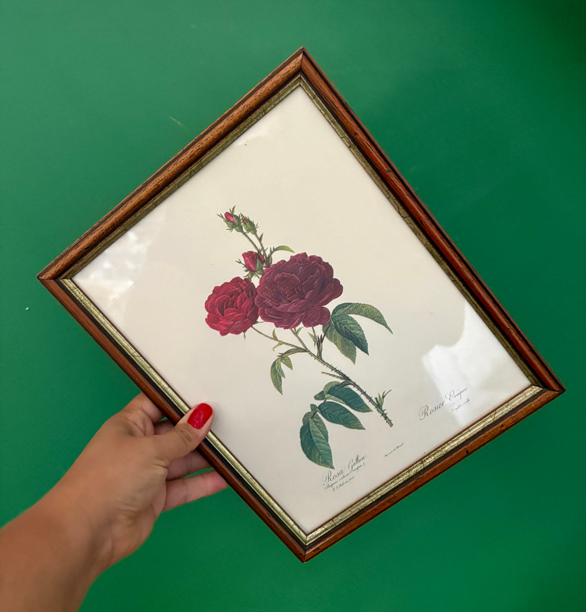 Cadre ancien rose rouge Redouté