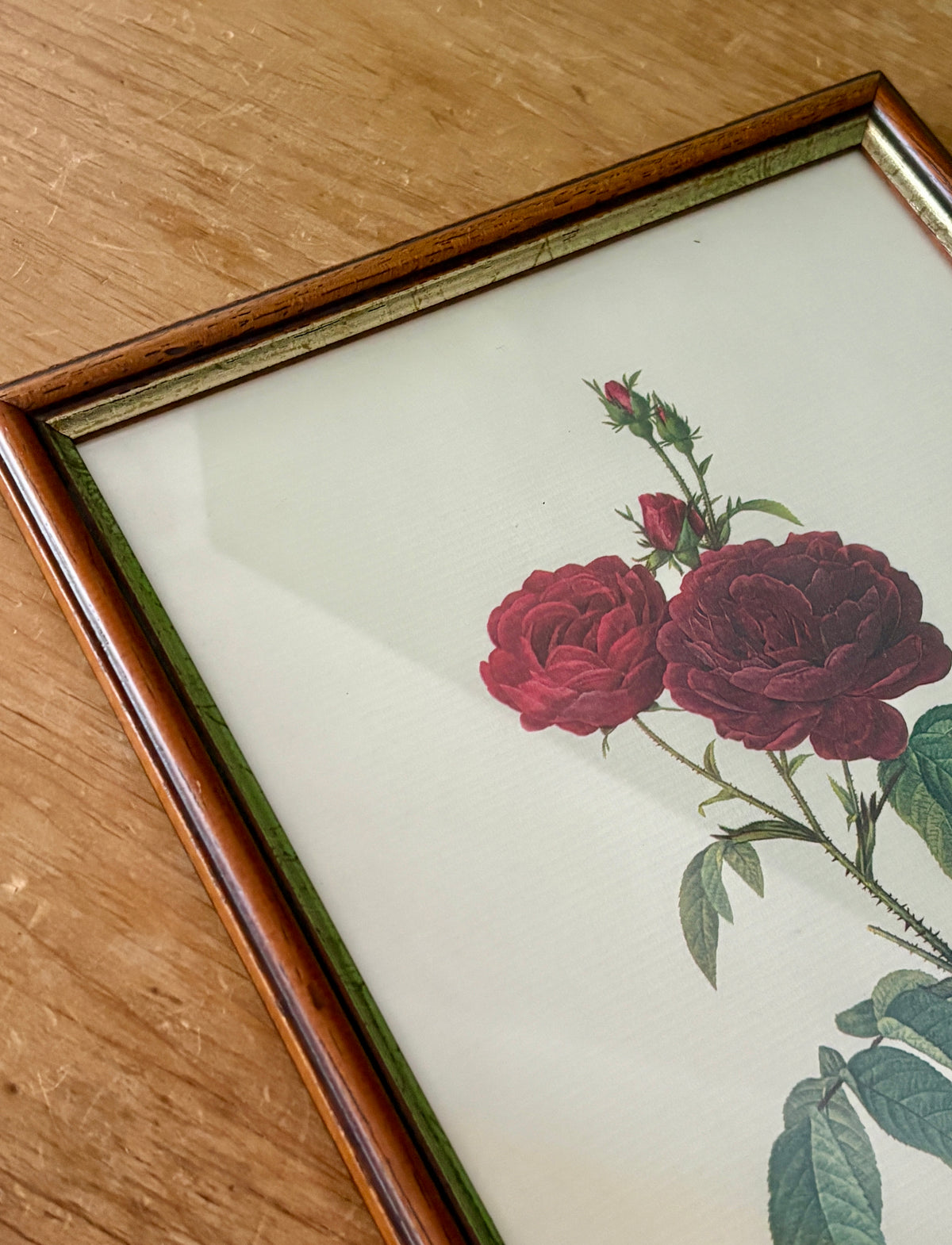 Cadre ancien rose rouge Redouté