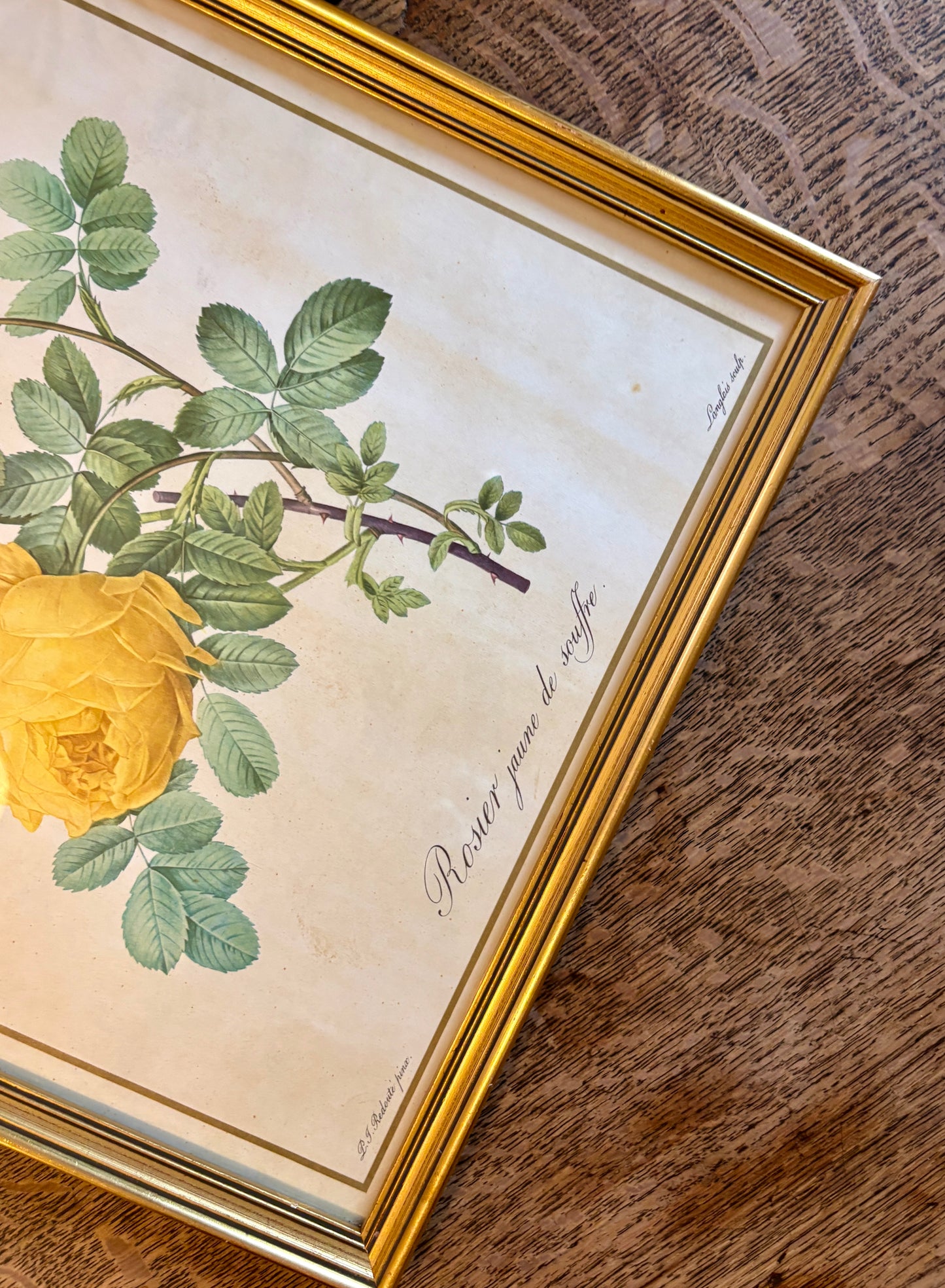 Cadre ancien rose jaune Redouté