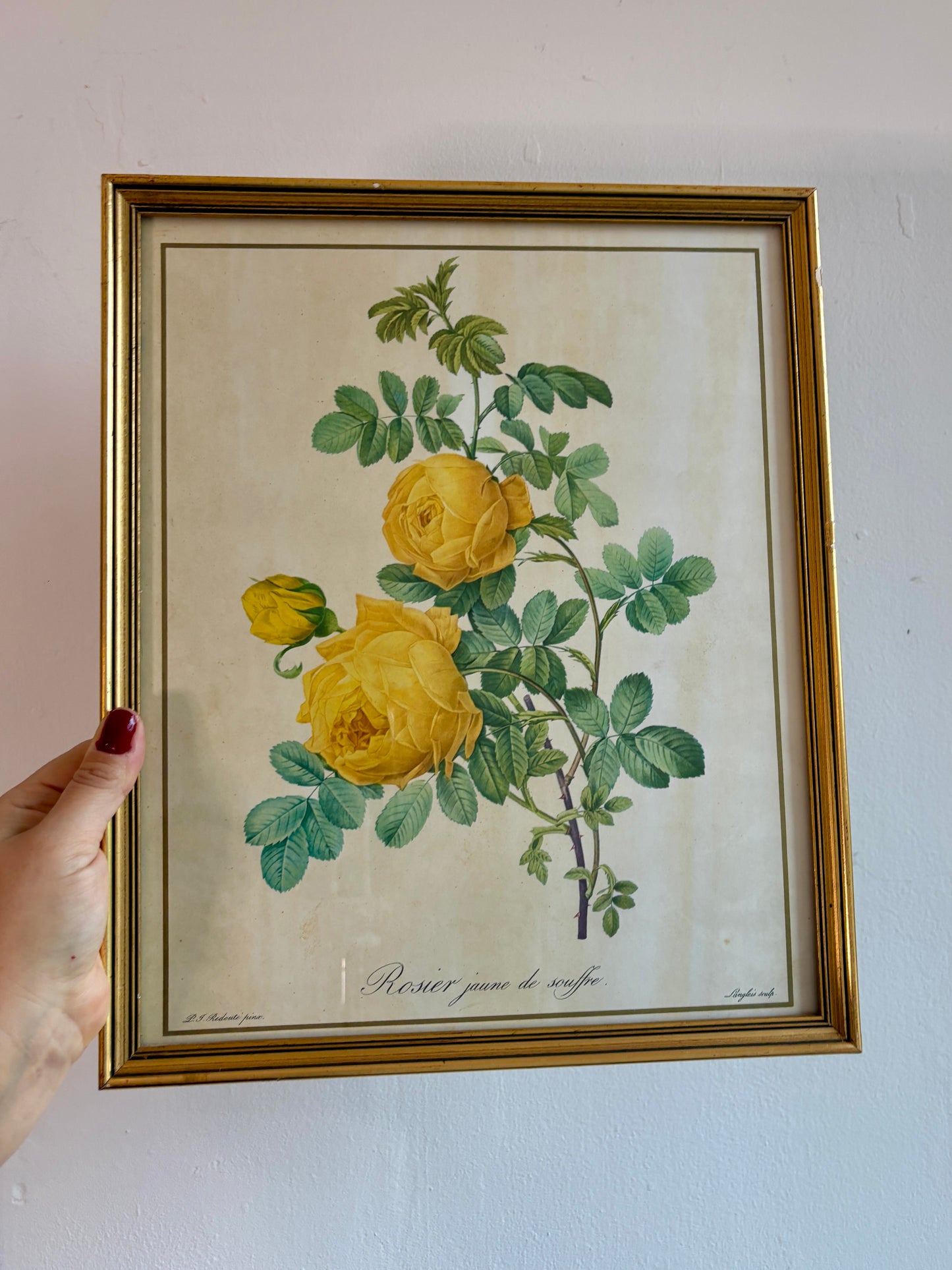 Cadre ancien rose jaune Redouté