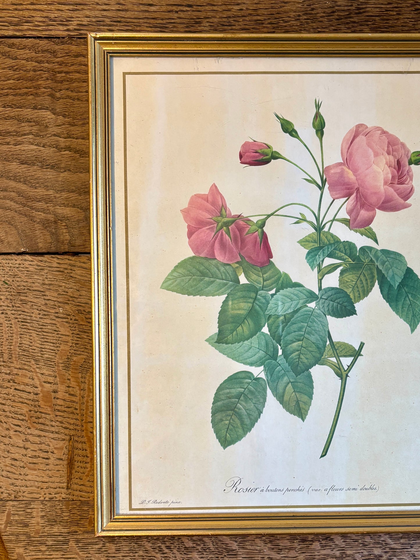 Cadre ancien roses Redouté