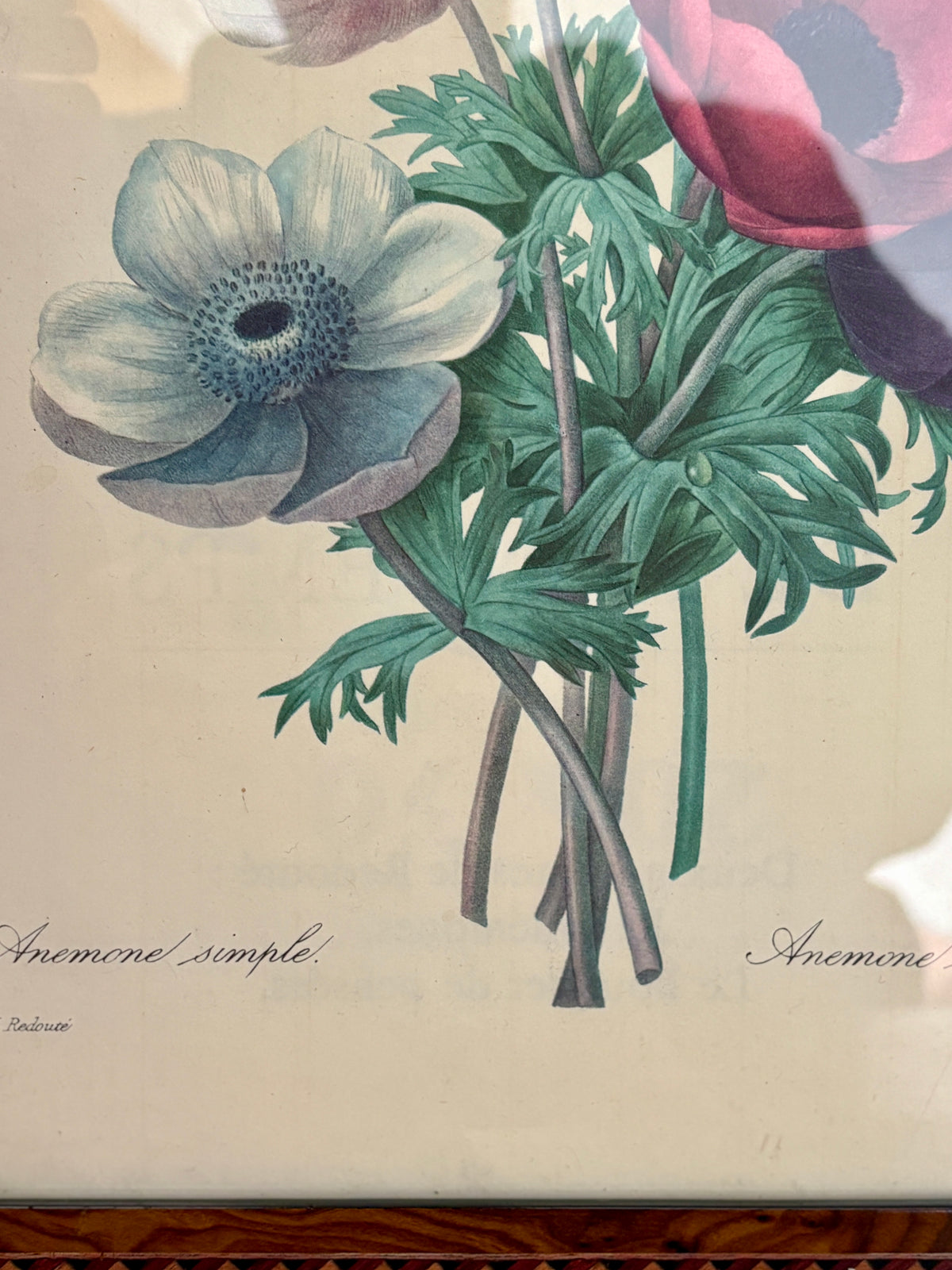 Cadre vintage dessin d'anémones de Redouté
