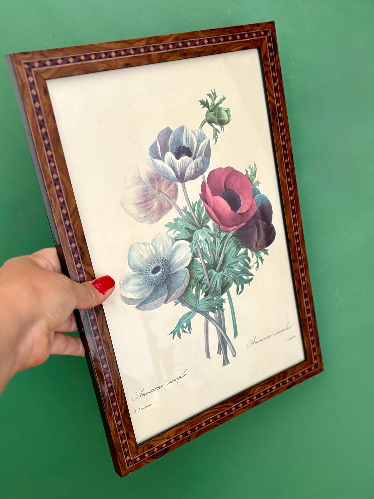Cadre vintage dessin d'anémones de Redouté